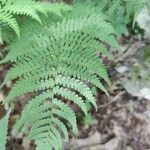 Dryopteris marginalis leaf picture by Serena boettcher (cc-by-sa)