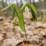 Uvularia sessilifolia flower picture by Vicki Brown (cc-by-sa)