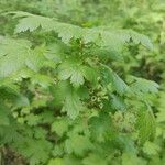 Ribes inerme leaf picture by Clint Parkhill (cc-by-sa)