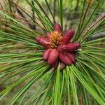 Pinus ponderosa fruit picture by david peel (cc-by-sa)