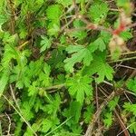 Geranium aculeolatum leaf picture by susan brown (cc-by-sa)