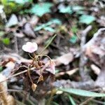 Claytonia virginica habit picture by Maarten Vanhove (cc-by-sa)