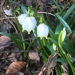 Leucojum vernum flower picture by Halbe Marianne (cc-by-sa)