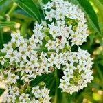 Sambucus australis flower picture by Trap Hers (cc-by-sa)