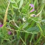 Vicia sativa habit picture by Nathalie Potel (cc-by-sa)