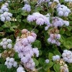 Ageratum conyzoides flower picture by dederovitch (cc-by-sa)