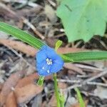 Commelina benghalensis flower picture by Caleb Gittins (cc-by-sa)