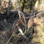 Asclepias incarnata fruit picture by Blaize (cc-by-sa)