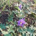 Solanum virginianum flower picture by indu sankhla (cc-by-sa)