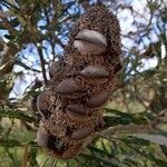 Banksia menziesii fruit picture by Sophie Yin (cc-by-sa)