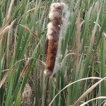 Typha angustifolia fruit picture by Dieter Albrecht (cc-by-sa)