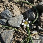 Romulea columnae habit picture by Llandrich anna (cc-by-sa)