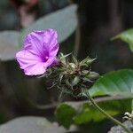 Ipomoea kituiensis flower picture by Maarten Vanhove (cc-by-sa)