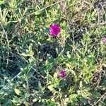 Petunia integrifolia habit picture by Trap Hers (cc-by-sa)