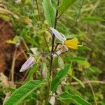 Solanum hastifolium flower picture by susan brown (cc-by-sa)