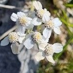 Achillea clavennae flower picture by Jani Zadrgal (cc-by-sa)