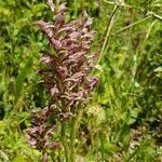 Anacamptis coriophora flower picture by Paul Paul Stross (cc-by-sa)