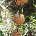 Lomandra multiflora flower picture by ian connop (cc-by-sa)