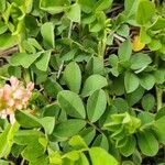 Indigofera spicata leaf picture by Chris Griggs (cc-by-sa)