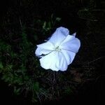 Ipomoea alba flower picture by Juan Cruz Borrego (cc-by-sa)