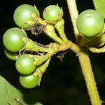 Solanum chrysotrichum fruit picture by Nelson Zamora Villalobos (cc-by-nc)