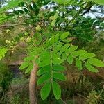 Albizia lebbeck leaf picture by Ankit Pathak (cc-by-sa)