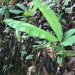 Cyclanthus bipartitus habit picture by Daniel Barthelemy (cc-by-nc)