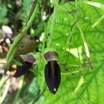 Mucuna pruriens flower picture by anilkumar ayyappan (cc-by-sa)