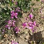 Linaria maroccana flower picture by INDALECIO CASADO BOLIVAR (cc-by-sa)