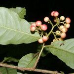 Ardisia guianensis fruit picture by Nelson Zamora Villalobos (cc-by-nc)