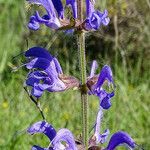 Salvia pratensis flower picture by jid (cc-by-sa)