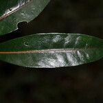 Tambourissa elliptica leaf picture by E. Mouysset (cc-by-sa)