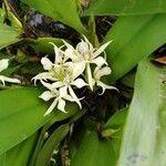 Prosthechea fragrans flower picture by Rodríguez Samuel Isac (cc-by-sa)