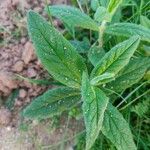 Cistus inflatus leaf picture by Michele Forni (cc-by-sa)