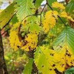 Ulmus americana habit picture by Vicki Brown (cc-by-sa)