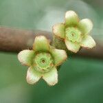 Bellucia grossularioides flower picture by R. Tournebize (cc-by-sa)