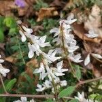 Vicia caroliniana flower picture by frogs (cc-by-sa)