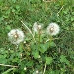 Taraxacum erythrospermum flower picture by Beatrice 2019 Beatrice 2019 (cc-by-sa)