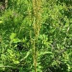 Rumex aquaticus habit picture by Юрий Басов (cc-by-sa)