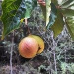 Vernicia fordii fruit picture by Eli Small (cc-by-sa)