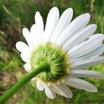 Leucanthemum pallens flower picture by E T (cc-by-sa)