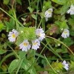 Euphrasia pectinata flower picture by Botasy (cc-by-sa)