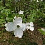 Cornus florida flower picture by 2768vansicm (cc-by-sa)