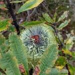 Banksia oblongifolia habit picture by Boris Therock (cc-by-sa)