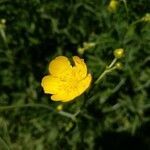 Ranunculus granatensis flower picture by manuelmm (cc-by-sa)