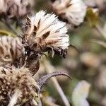 Symphyotrichum novi-belgii fruit picture by Jani Zadrgal (cc-by-sa)