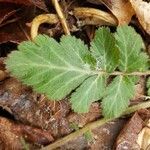 Geum virginianum leaf picture by William Coville (cc-by-sa)