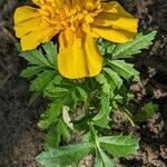 Tagetes erecta habit picture by Sabina Hartmann (cc-by-sa)