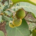 Solanum stramoniifolium fruit picture by Makoto Makoto (cc-by-sa)