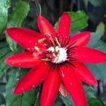 Passiflora miniata flower picture by Paul Murray (cc-by-sa)